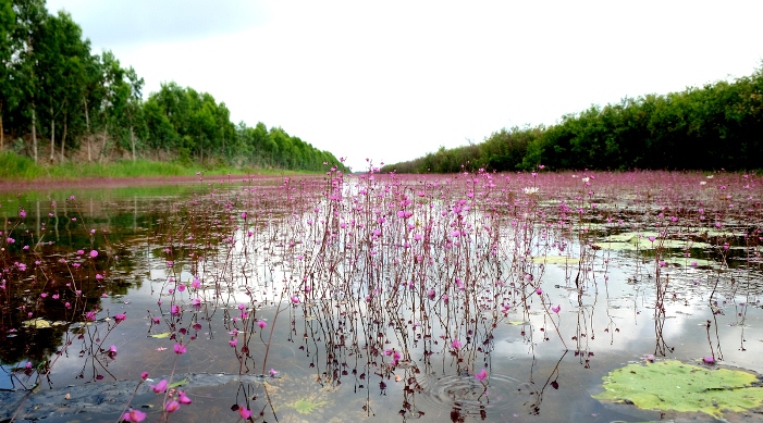 Exploration du parc national de Tram Chim-Ramsar-Dong Thap-fleurd Xyris violette